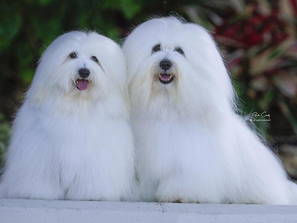 image of Coton de Tulear