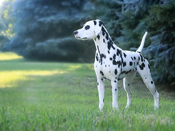 image of Dalmatian