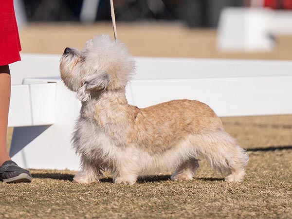 image of Dandie Dinmont Terrier