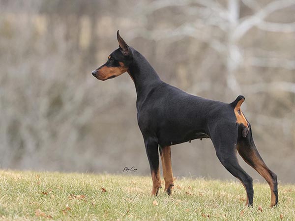 image of Doberman Pinscher