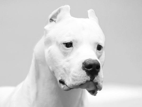 image of Dogo Argentino