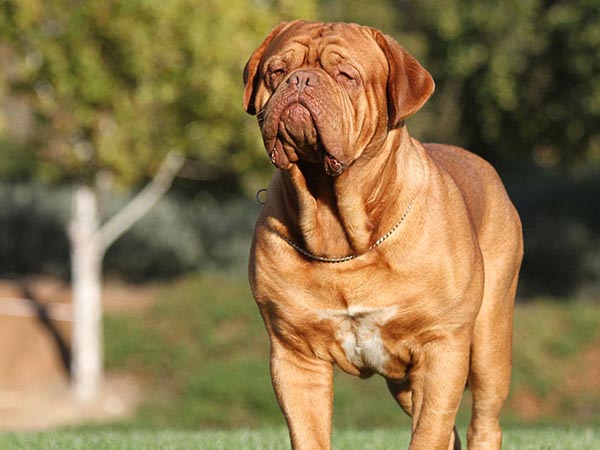 image of Dogue de Bordeaux