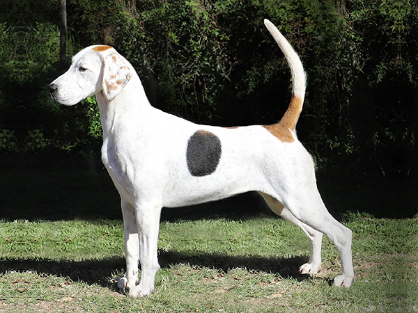 image of English Foxhound