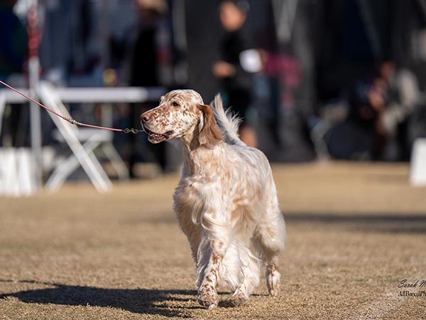 image of English Setter