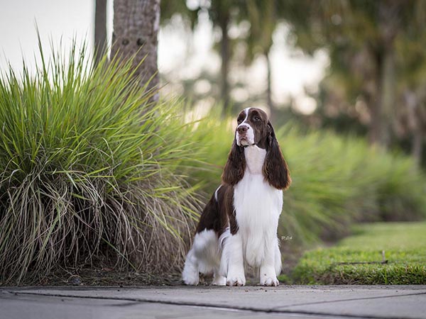 image of English Springer Spaniel