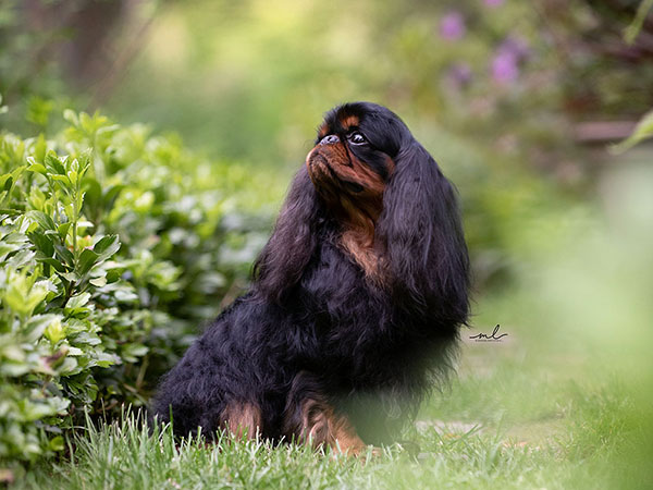 image of English Toy Spaniel