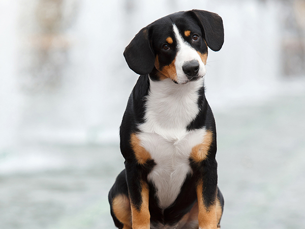 image of Entlebucher Mountain Dog