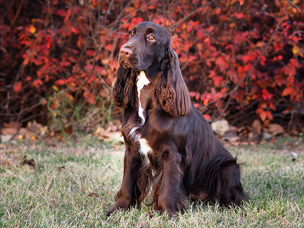 image of Field Spaniel