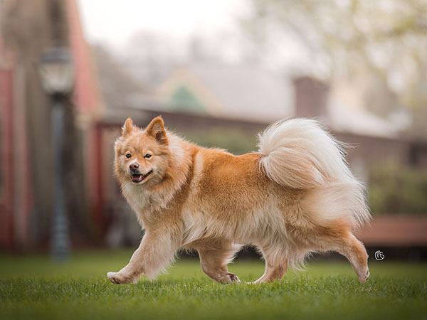 image of Finnish Lapphund