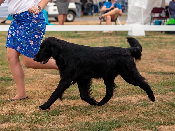 image of Flat-Coated Retriever