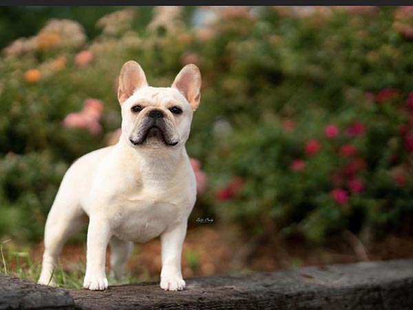 image of French Bulldog