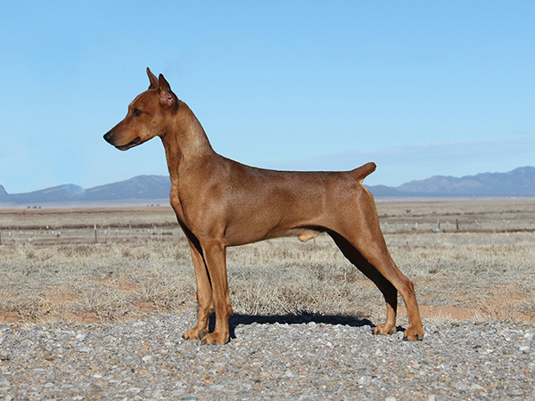 image of German Pinscher