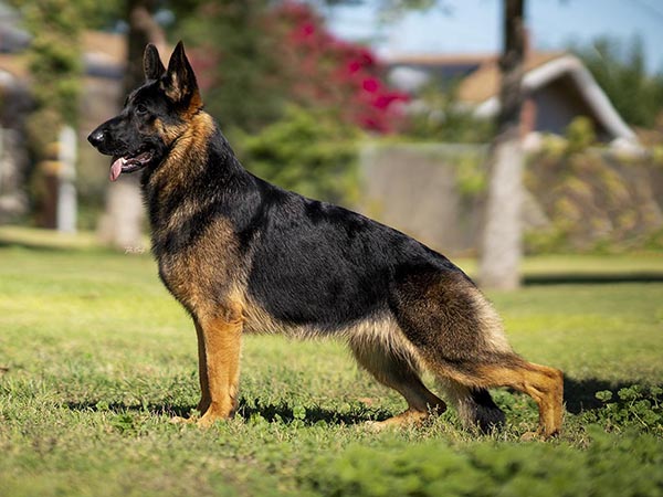 image of German Shepherd Dog