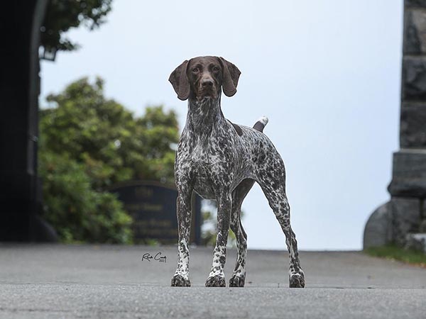 image of German Shorthaired Pointer