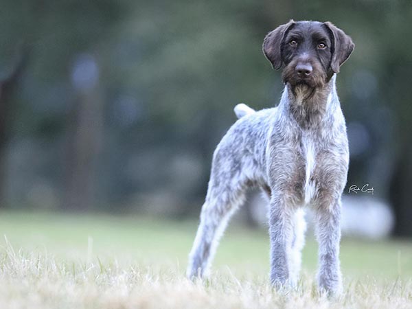 image of German Wirehaired Pointer