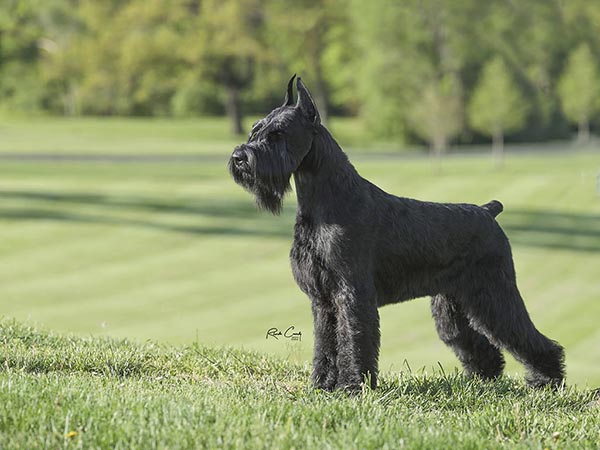 image of Giant Schnauzer