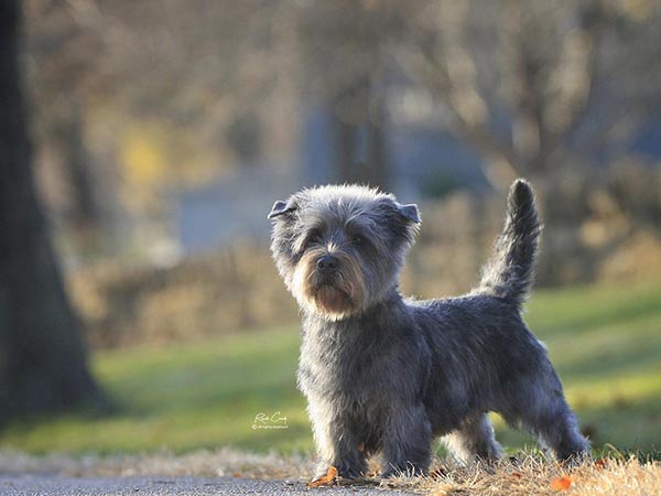 image of Glen of Imaal Terrier