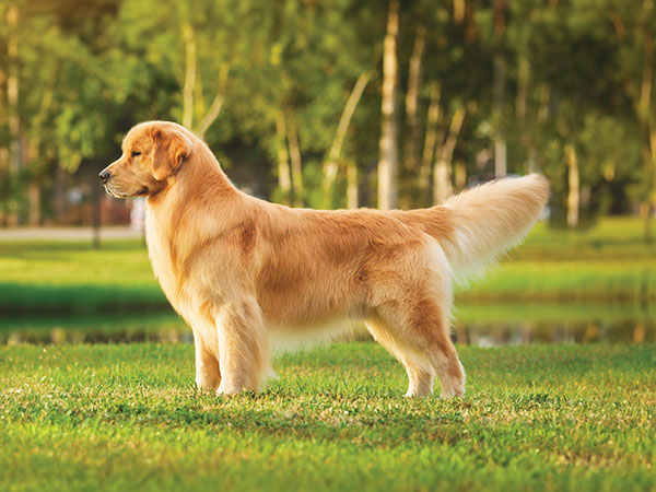 image of Golden Retriever