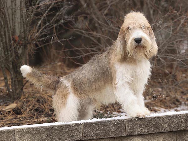 image of Grand Basset Griffon Vendeen