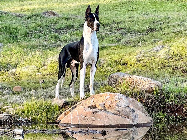 image of Great Dane