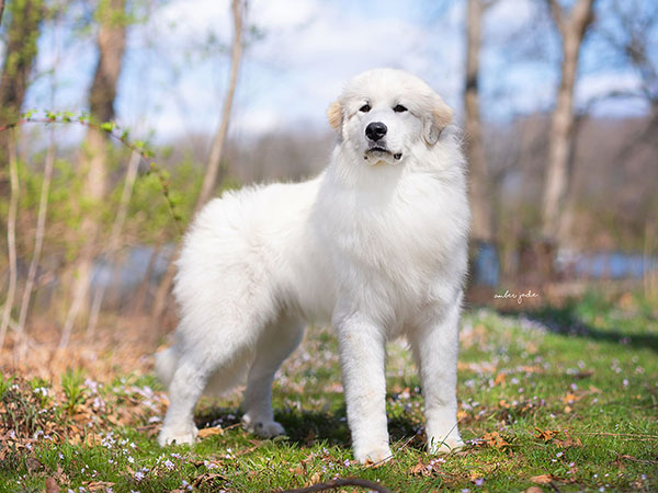 image of Great Pyrenees