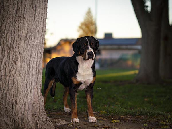 image of Greater Swiss Mountain Dog