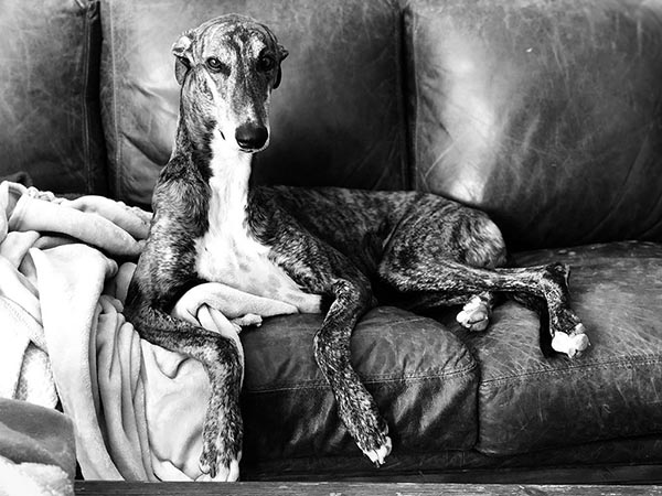 image of Greyhound