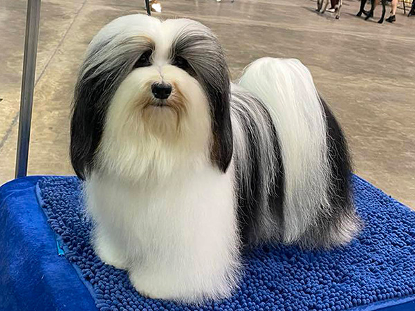 image of Havanese