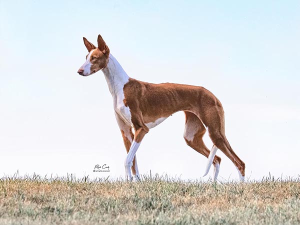 image of Ibizan Hound