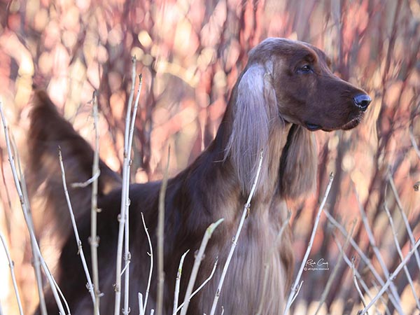 image of Irish Setter