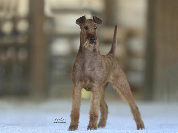 image of Irish Terrier