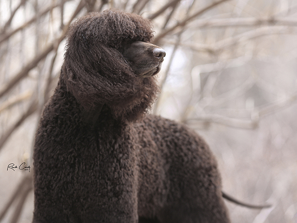 image of Irish Water Spaniel