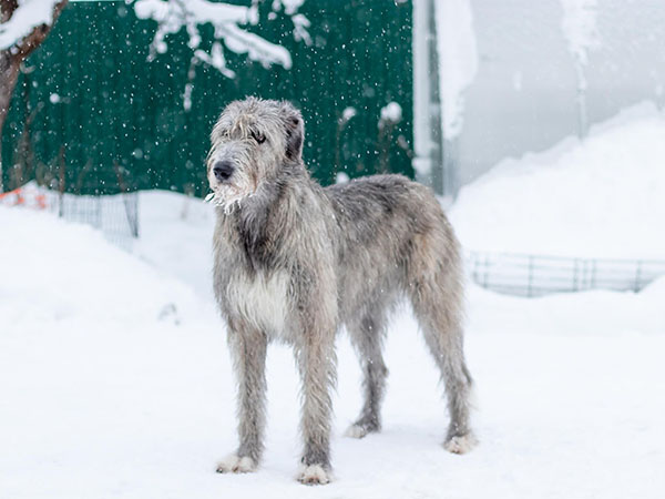 image of Irish Wolfhound