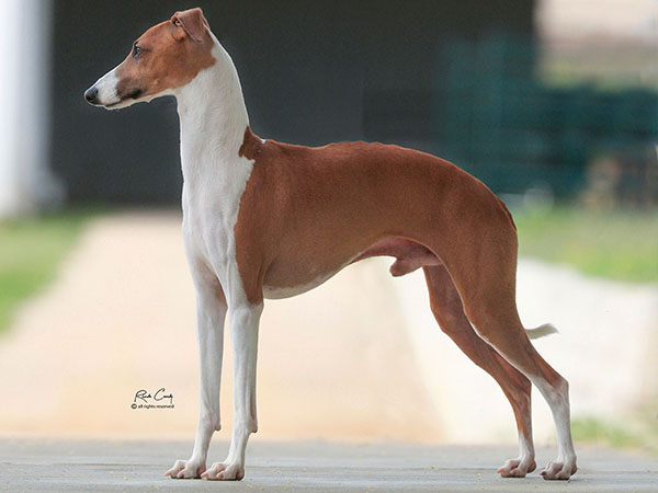 image of Italian Greyhound