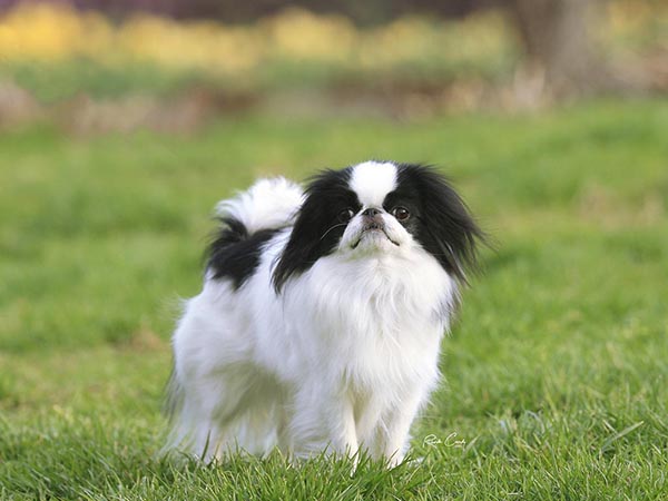 image of Japanese Chin