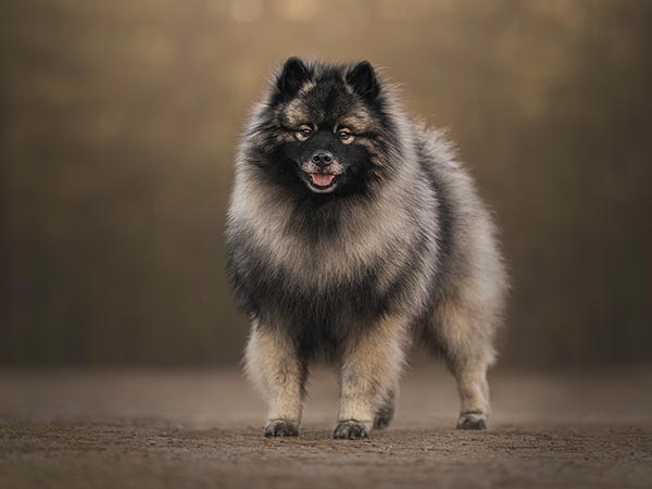 image of Keeshond