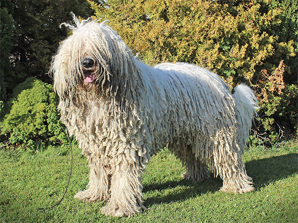 image of Komondor