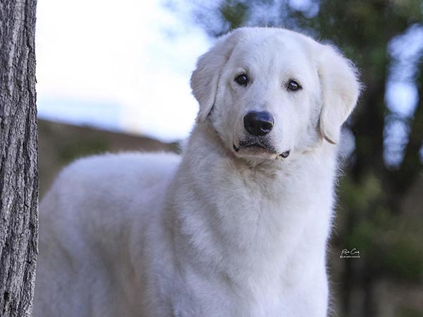 image of Kuvasz