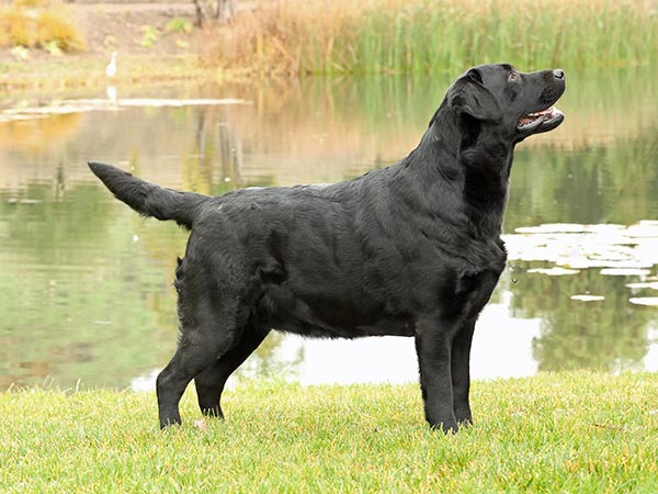 image of Labrador Retriever