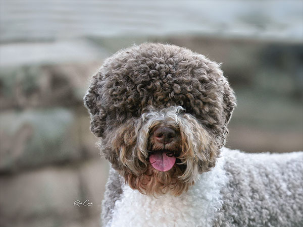 image of Lagotto Romagnolo