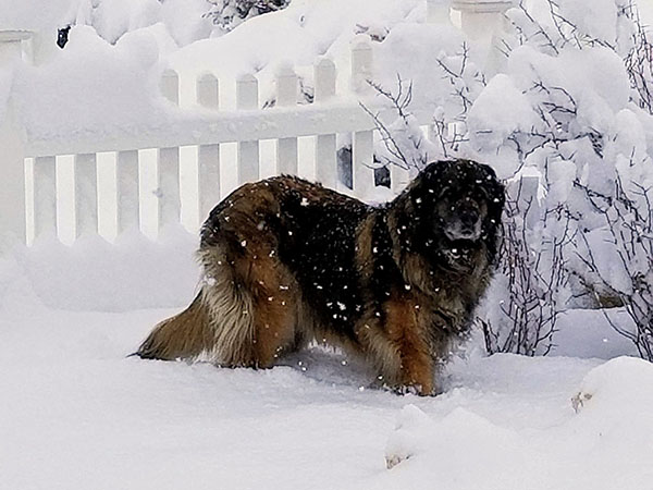 image of Leonberger