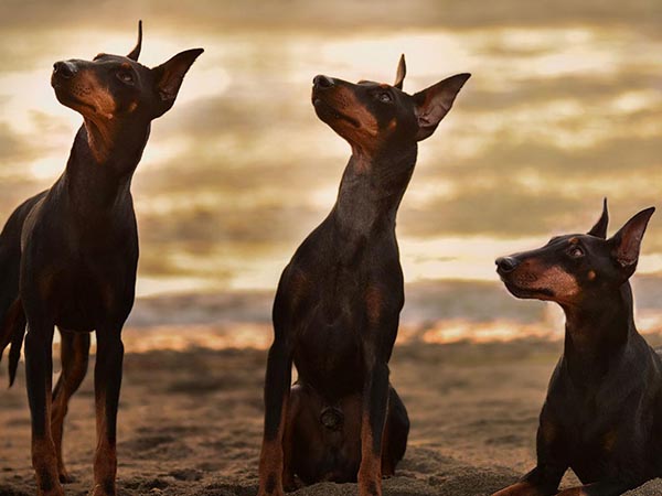 image of Manchester Terrier (Standard)