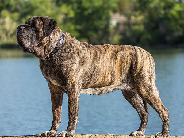 image of Mastiff