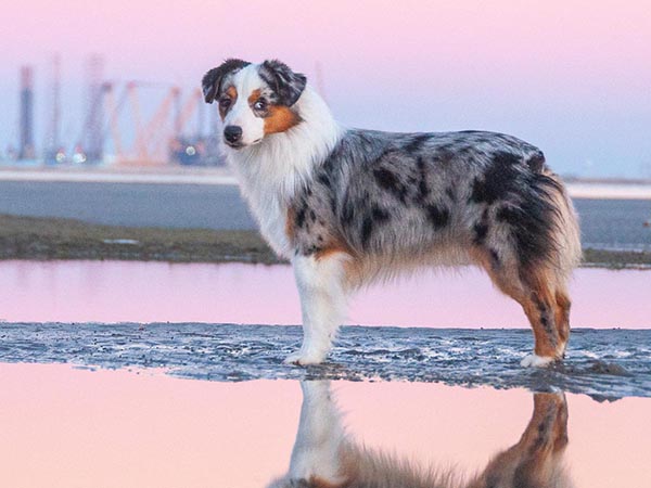 image of Miniature American Shepherd