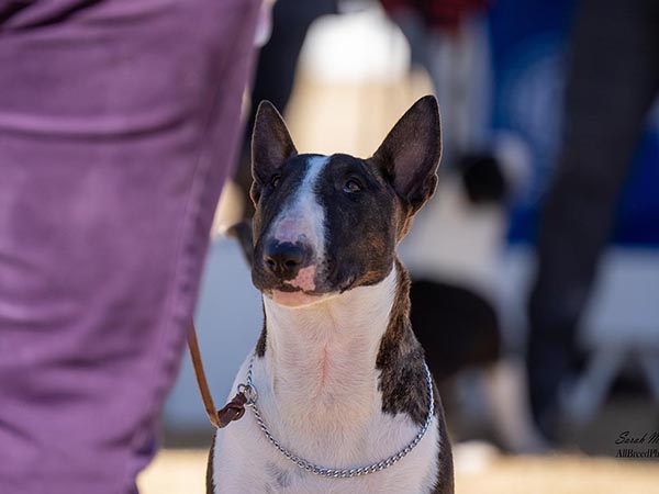 image of Miniature Bull Terrier