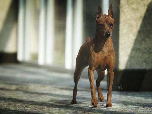 image of Miniature Pinscher