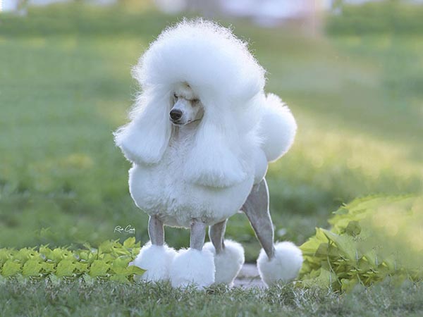 image of Miniature Poodle