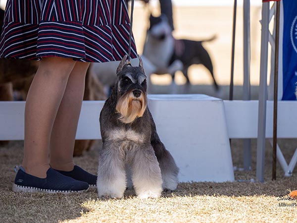 image of Miniature Schnauzer