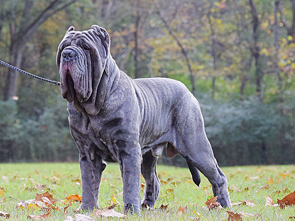 image of Neapolitan Mastiff