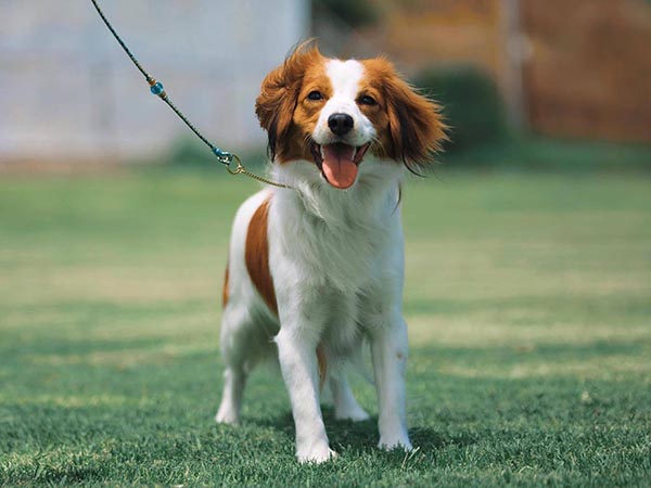 image of Nederlandse Kooikerhondje